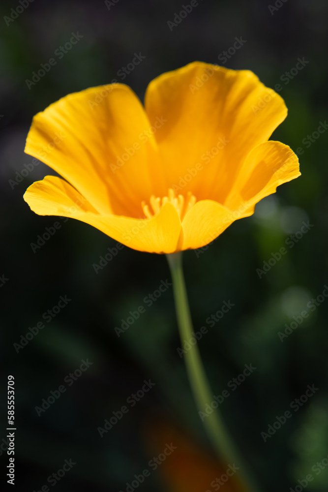 California poppy (Eschscholzia californica) detail California poppy (Eschscholzia californica) detail