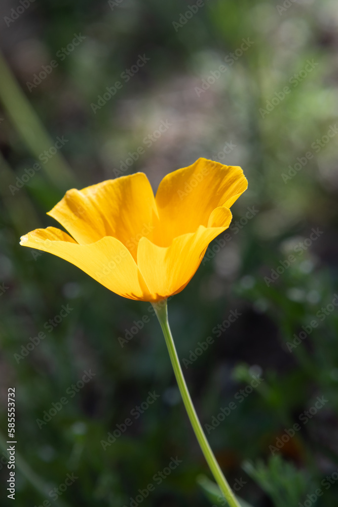 California poppy (Eschscholzia californica) detail California poppy (Eschscholzia californica) detail