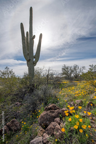 California poppies (Eschscholzia californica) and Saguaro Cactus (Carnegiea gigantea)