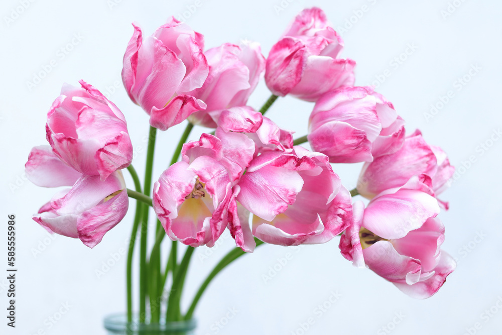 Tulips close up. Bouquet of pink tulips close up. Tulip petals. Buds of faded flowers. Flowers on a white background. Beautiful bouquet. Floral background . Spring flower