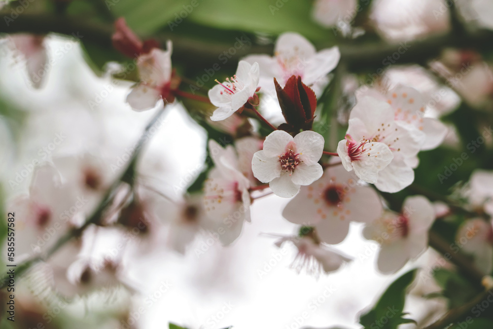 Fowers of the cherry or apple blossom. Sakura flower. Fowers of the cherry or apple blossom. Sakura flower.