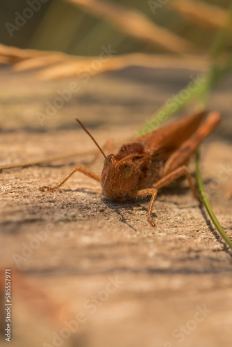 Head shot of a common field grasshopper (Chorthippus brunneus) photo