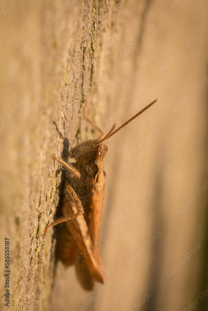 Side on view of a common field grasshopper (Chorthippus brunneus) Side on view of a common field grasshopper (Chorthippus brunneus)