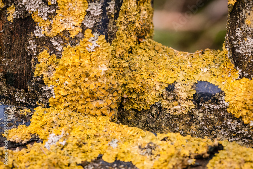 Lichen covered bench photo