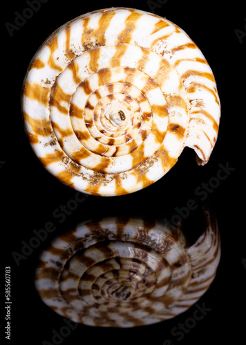 Marine Cone Snail Shell