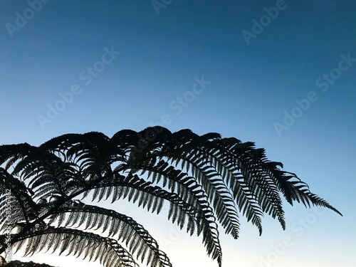 new zealand fern