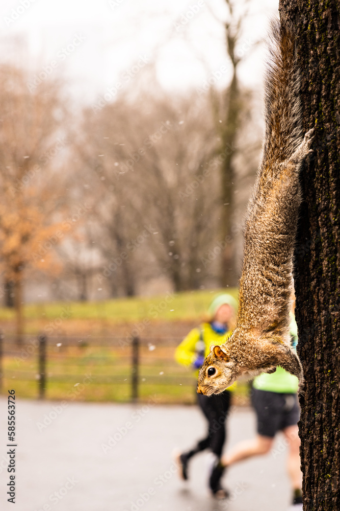 Fototapeta premium Squirrel climbing down tree on a snowy day in Central Park, New York, Manhattan. Joggers in background