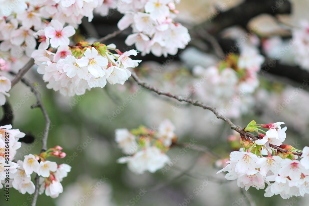 Obraz premium 春 公園の桜の花が満開 日本の花