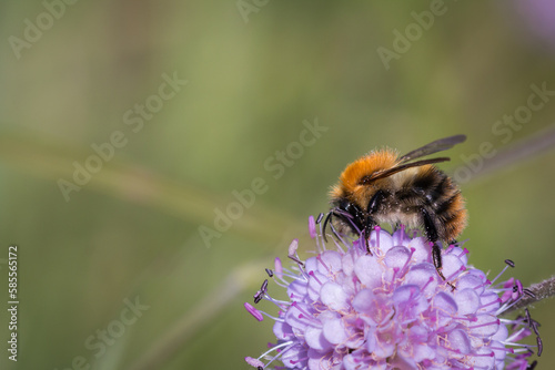 Common carder bee (Bombus pascuorum) on a flower © Claire Haskins