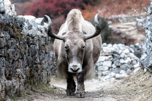 Face to face with Yak in beautiful village of Kunde. Close encounter during our acclimatization hike from Khumjung photo