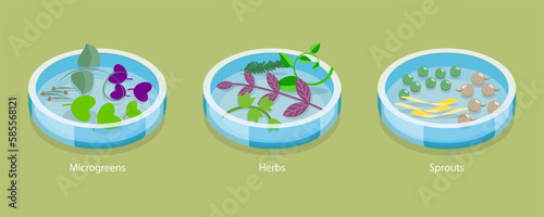 3D Isometric Flat Vector Conceptual Illustration of Microgreen, Herb And Sprouts, Growing Seeds