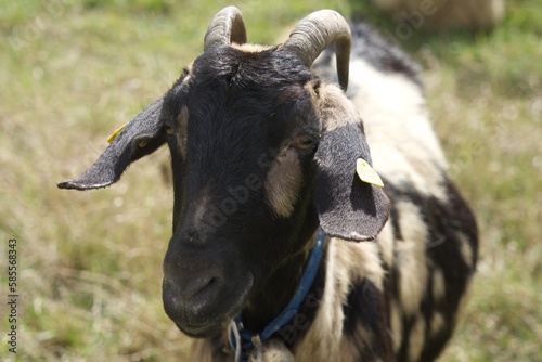 Goat looks at the viewer with interest photo