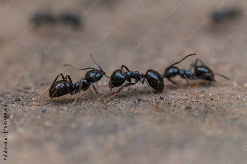 Black ant (Lasius niger) carrying another ant