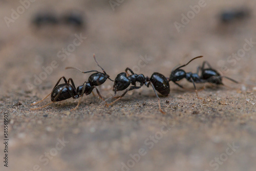 Black ant (Lasius niger) carrying another ant © Claire Haskins