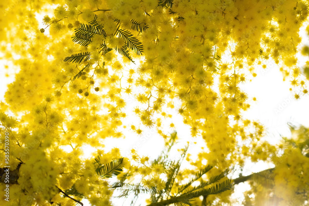 custom made wallpaper toronto digitalflowers and potted flowers of mimosa a beautiful flower symbol of Women’s Day celebrated on March 8