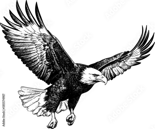 eagle flying ,sketch vector graphics monochrome illustration , Engraving