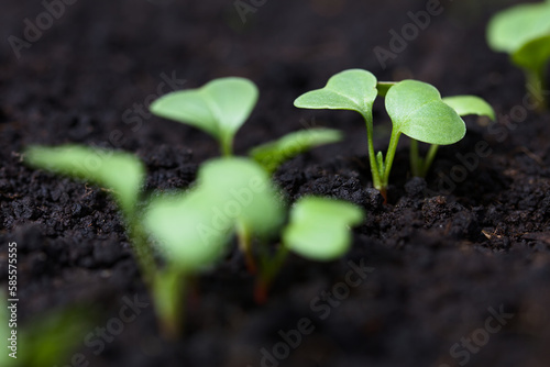 Young radish seedlings or sprouts in black soil (Selective Focus, Focus on the front of the leaves two thirds into the row)