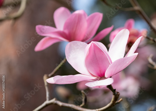 Close up of beautiful pink flowers of the Magnolia Campbellii tree, photographed in the RHS Wisley garden, Surrey UK. © Lois GoBe