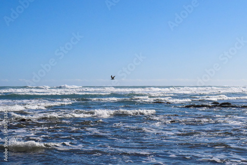 bird flying over ocean