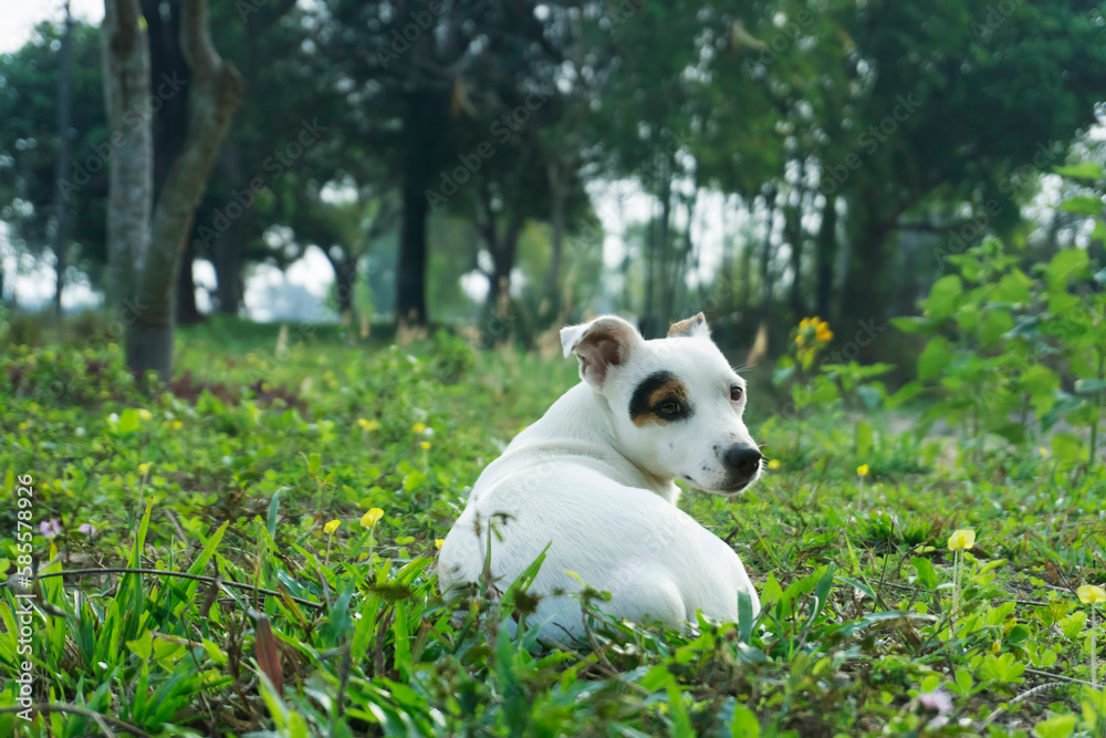 jack russel dog is waiting for her owner on the way. jack russel dog is waiting for her owner on the way.