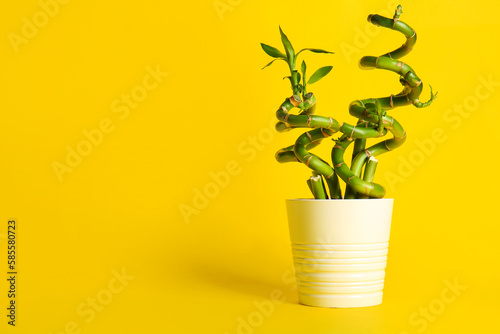 Bamboo plant in pot on yellow background photo