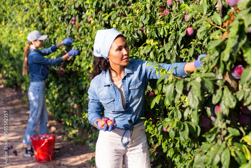 Portrait of confident Asian female farmer working in orchard, picking fresh ripe plums. Summer harvest time.. © JackF