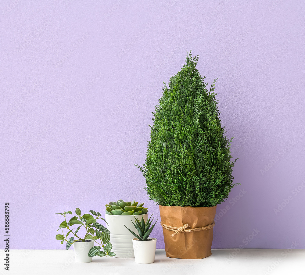 Artificial plants on table near lilac wall Artificial plants on table near lilac wall