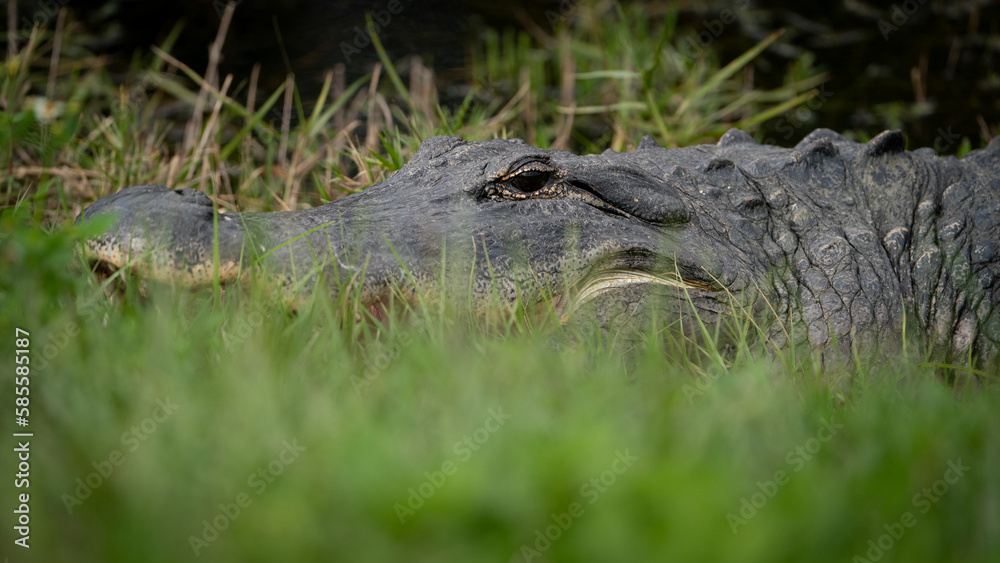 Naklejka premium American Alligator