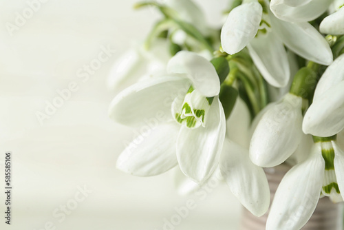 Beautiful snowdrops on white background  closeup
