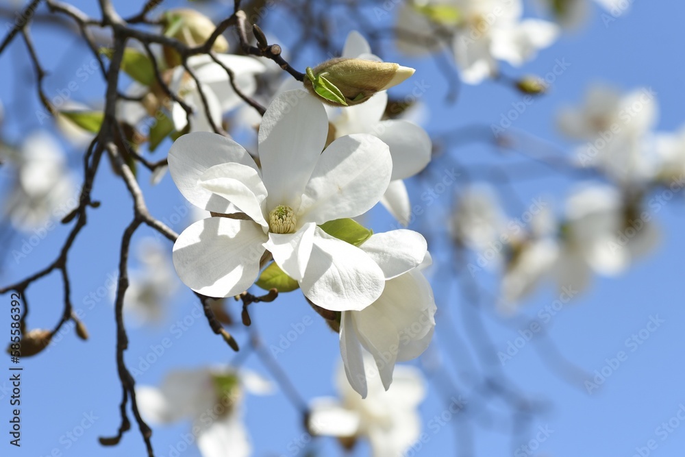 Obraz premium Kobus magnolia blossoms. A representative flowering tree that blooms white flowers in early spring and heralds the arrival of spring. The buds are dried and used as a herbal medicine.