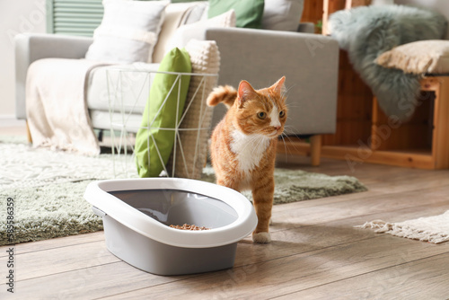 Cute cat near litter box in room