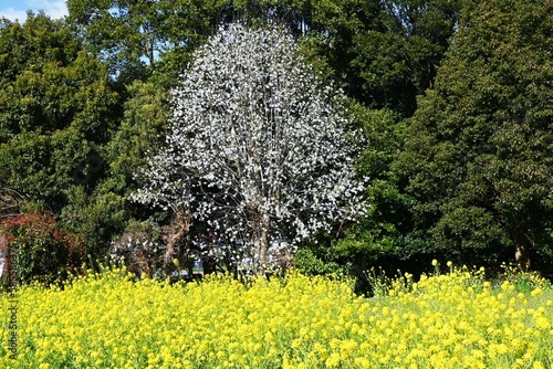 Kobus magnolia blossoms. A representative flowering tree that blooms white flowers in early spring and heralds the arrival of spring. The buds are dried and used as a herbal medicine.