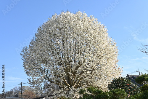 Kobus magnolia blossoms. A representative flowering tree that blooms white flowers in early spring and heralds the arrival of spring. The buds are dried and used as a herbal medicine. photo