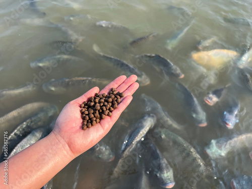 Feed the fish, close up brown pellets feeds for fish in hand, feed fish from feeding food on water surface ponds on water surface ponds, fish farm photo