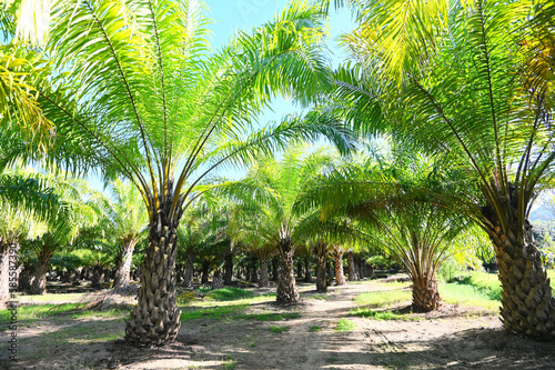 Palm tree in the palm garden with beautiful palm leaves nature and sunlight morning sun, palm oil plantation growing up farming for agriculture, Asia