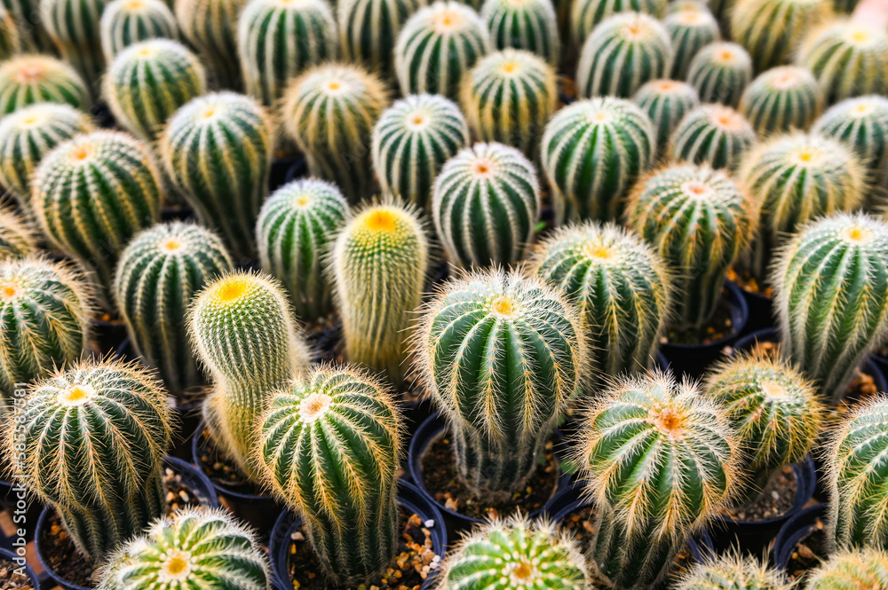 Cactus garden , Cactus pot decorate in the garden, beautiful cactus farm Cactus garden , Cactus pot decorate in the garden, beautiful cactus farm