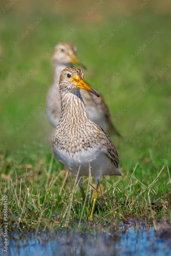 Two pectoral sandpipers, Calidris melanotos, on the green grasses by the water. Two pectoral sandpipers, Calidris melanotos, on the green grasses by the water.