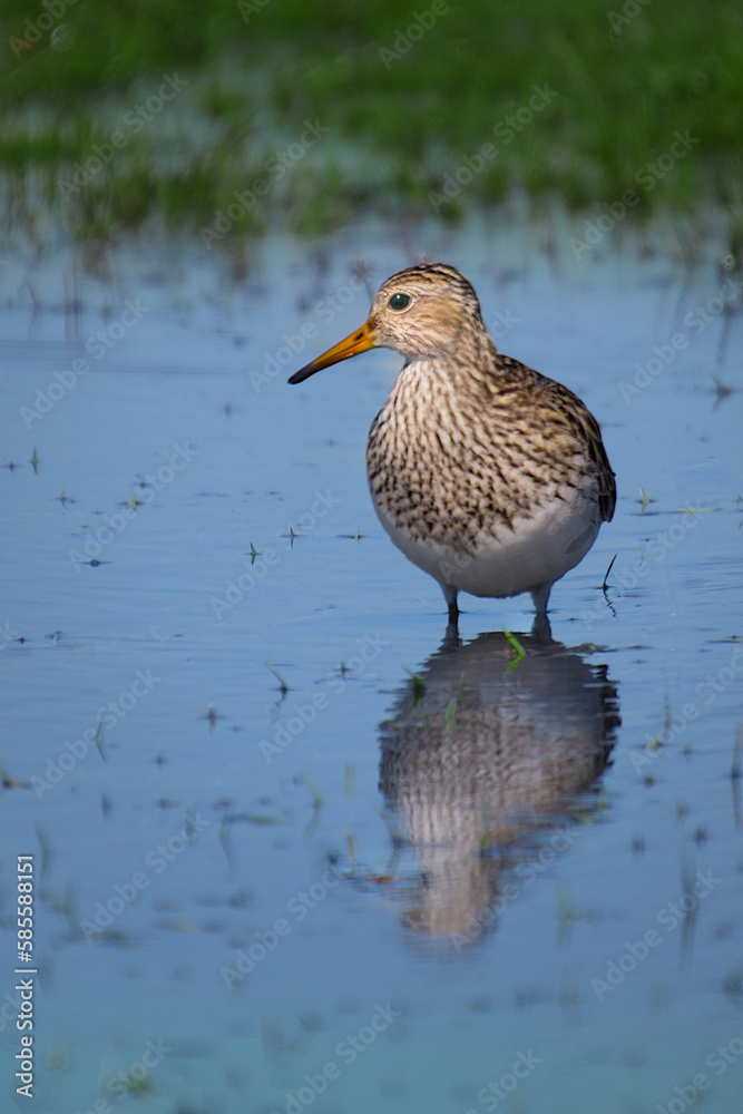 A pectoral sandpiper, Calidris melanotos, in the water with reflections. A pectoral sandpiper, Calidris melanotos, in the water with reflections.