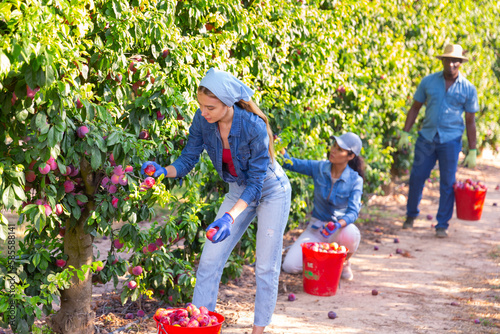 Three farmers working in a fruit nursery are picking ripe plums from a tree, putting the fruits in buckets