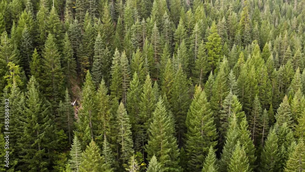 Flying over a mountainside pine forest in Northern California