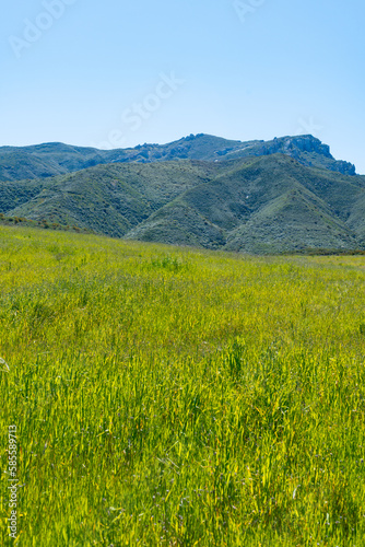 Clear blue skies and lush green grass after lots of rain in Southern California. Pictures taken midday during a hike in Spring season at Rancho Sierra Vista Satwiwa