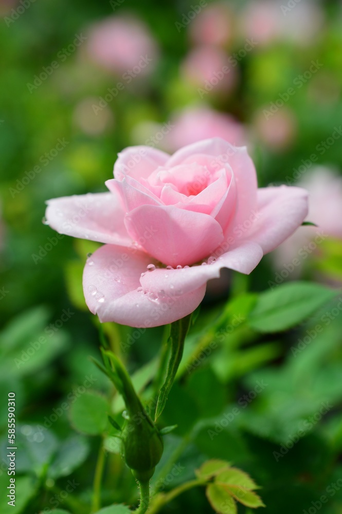 ピンク色の薔薇（ミニバラ）