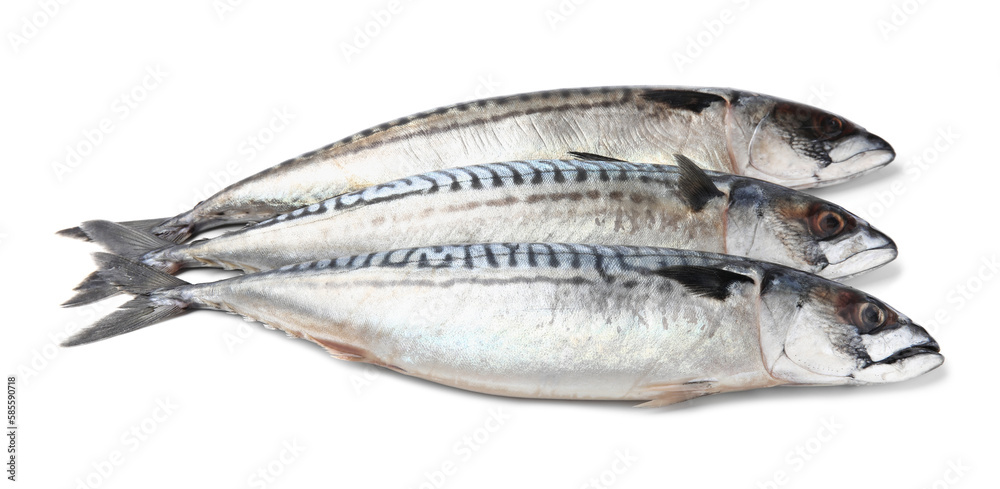 Three tasty raw mackerels isolated on white Three tasty raw mackerels isolated on white