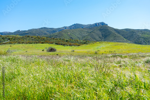 Clear blue skies and lush green grass after lots of rain in Southern California. Pictures taken midday during a hike in Spring season at Rancho Sierra Vista/Satwiwa photo