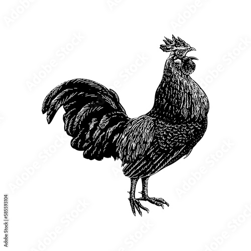 Junglefowl hand drawing vector isolated on background.	