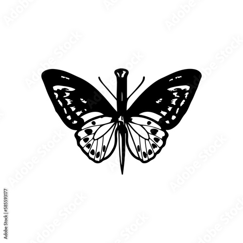 vector illustration of butterfly and knife