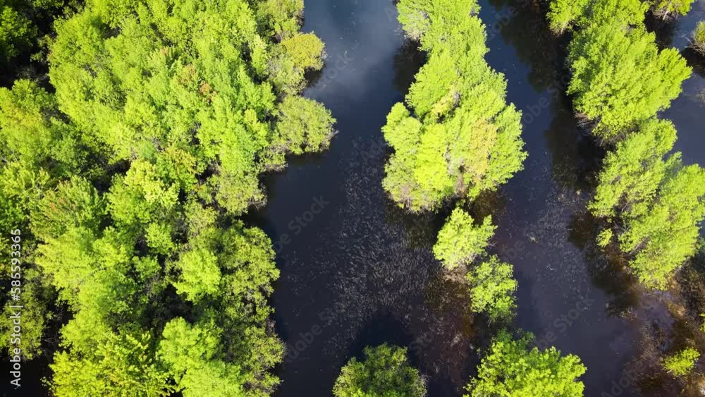 Flying over a flooded forest in Northern Minnesota