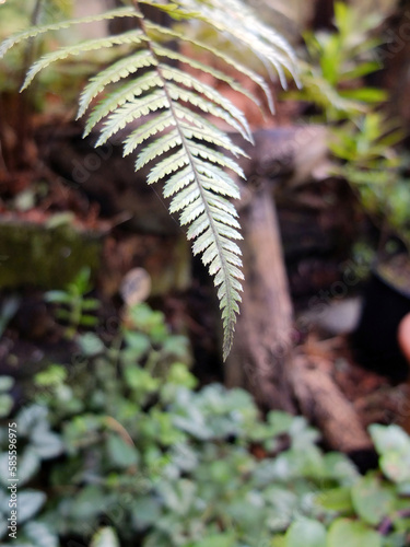 Single Offset Fern End