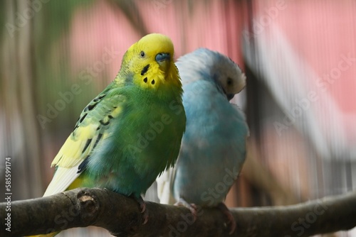 Budgerigars ( Common pet parakeets ). Pet birds native to Australia.