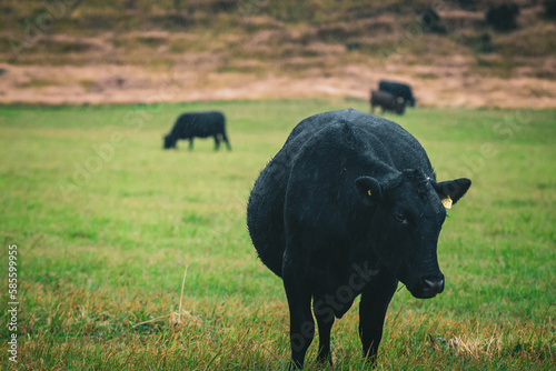 cow in the field